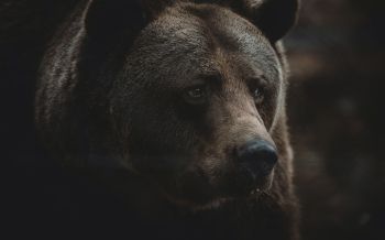 Обои 2560x1600 бурый медведь, хищник, коричневый