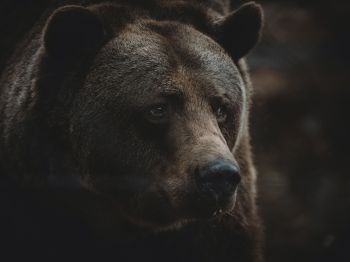 Обои 800x600 бурый медведь, хищник, коричневый