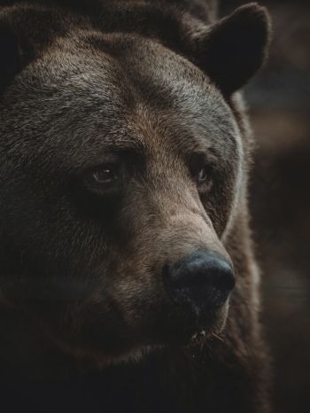 Обои 1620x2160 бурый медведь, хищник, коричневый