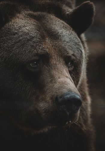 brown bear, predator, brown Wallpaper 1668x2388