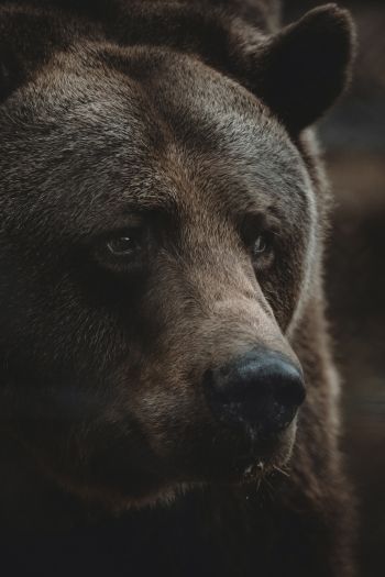 Обои 640x960 бурый медведь, хищник, коричневый