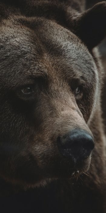 brown bear, predator, brown Wallpaper 720x1440