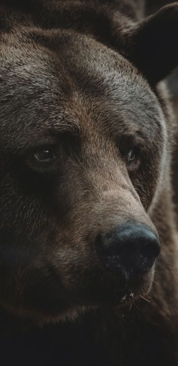 brown bear, predator, brown Wallpaper 1440x2960
