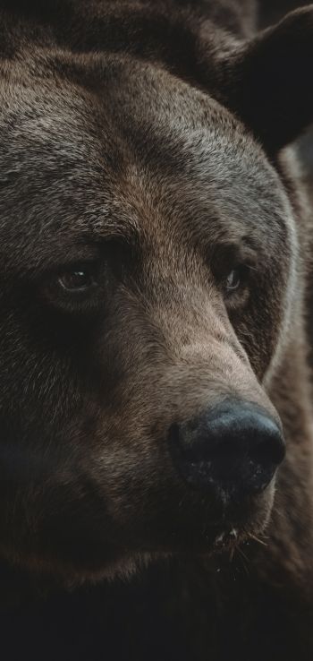 brown bear, predator, brown Wallpaper 1080x2280