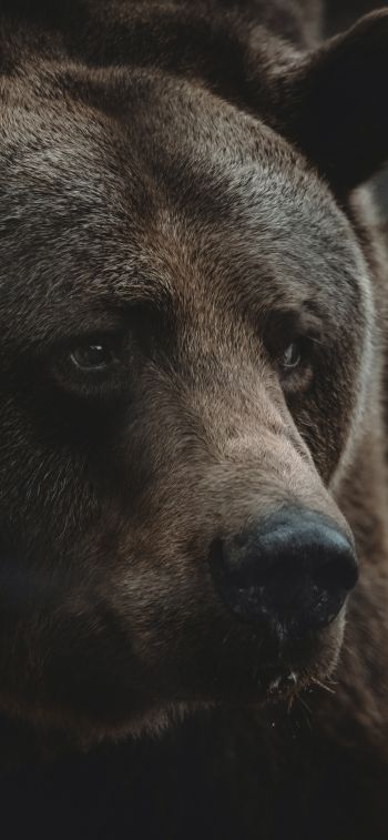 brown bear, predator, brown Wallpaper 1170x2532
