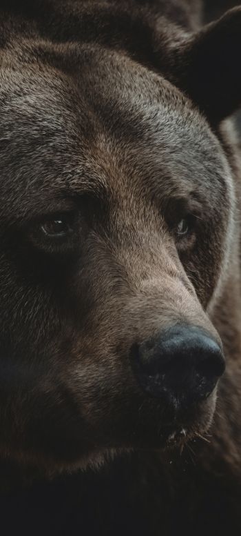brown bear, predator, brown Wallpaper 720x1600