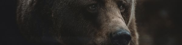 brown bear, predator, brown Wallpaper 1590x400