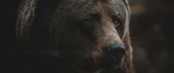 brown bear, predator, brown Wallpaper 3440x1440