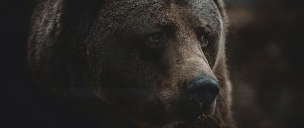 brown bear, predator, brown Wallpaper 2560x1080