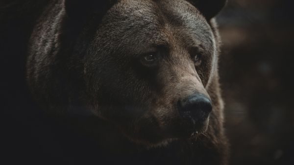Обои 1600x900 бурый медведь, хищник, коричневый