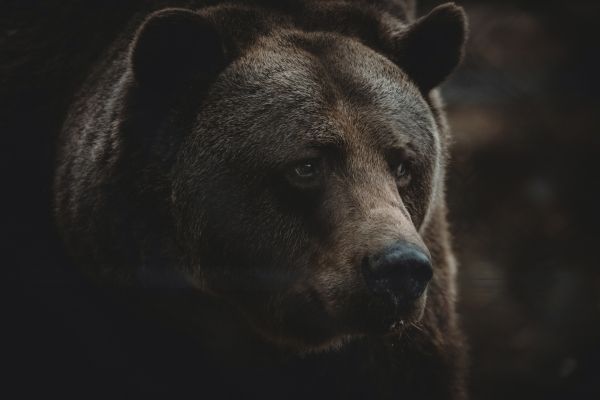 brown bear, predator, brown Wallpaper 8192x5464