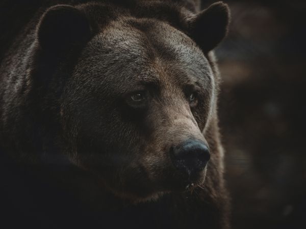 brown bear, predator, brown Wallpaper 1024x768
