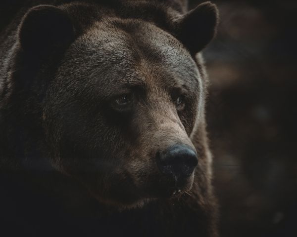 brown bear, predator, brown Wallpaper 1280x1024