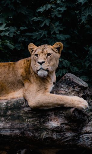 lioness, wildlife, predator Wallpaper 1200x2000