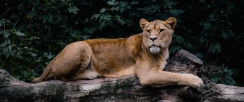 lioness, wildlife, predator Wallpaper 2560x1080