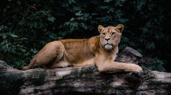 lioness, wildlife, predator Wallpaper 1600x900