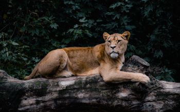 lioness, wildlife, predator Wallpaper 2560x1600