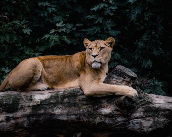 lioness, wildlife, predator Wallpaper 1280x1024