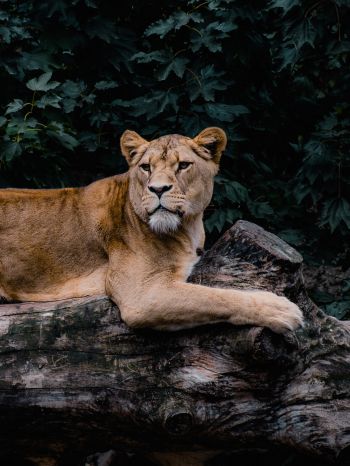 lioness, wildlife, predator Wallpaper 1620x2160