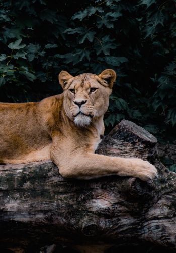 lioness, wildlife, predator Wallpaper 1668x2388