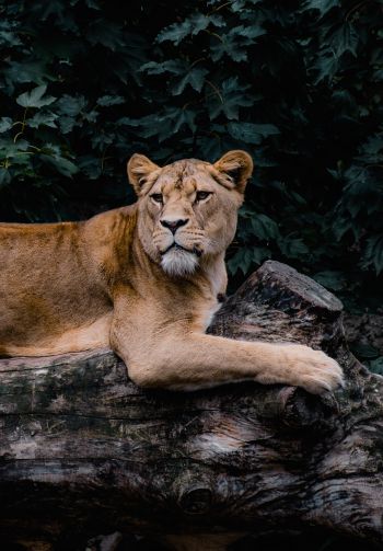 lioness, wildlife, predator Wallpaper 1640x2360