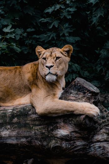 lioness, wildlife, predator Wallpaper 640x960