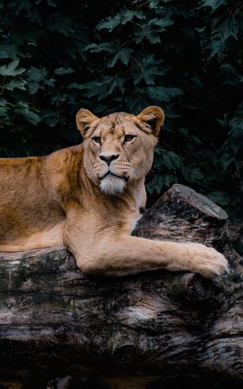 lioness, wildlife, predator Wallpaper 1752x2800