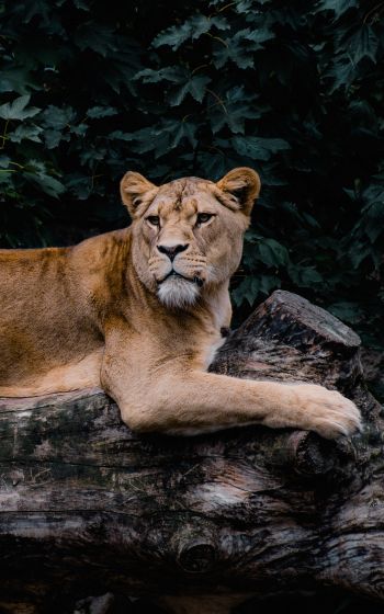 lioness, wildlife, predator Wallpaper 800x1280