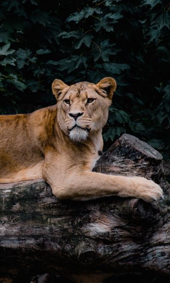 lioness, wildlife, predator Wallpaper 1200x2000