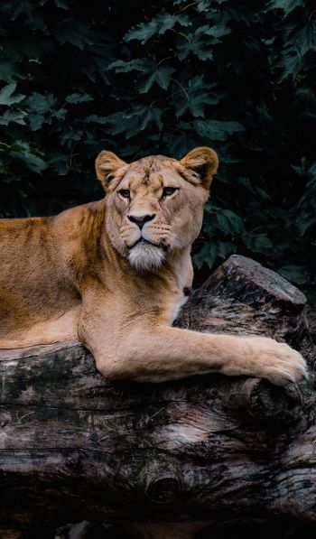 lioness, wildlife, predator Wallpaper 600x1024