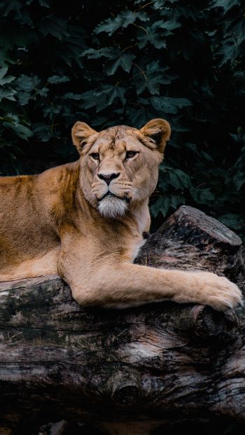 lioness, wildlife, predator Wallpaper 640x1136