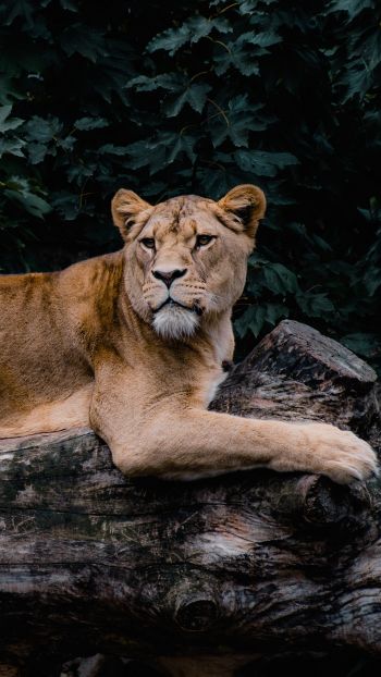 lioness, wildlife, predator Wallpaper 1080x1920