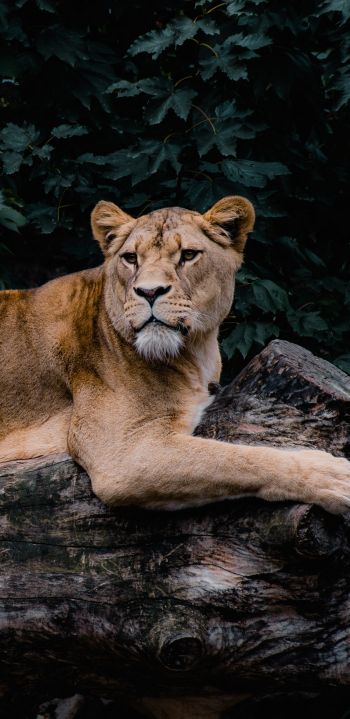 lioness, wildlife, predator Wallpaper 1080x2220