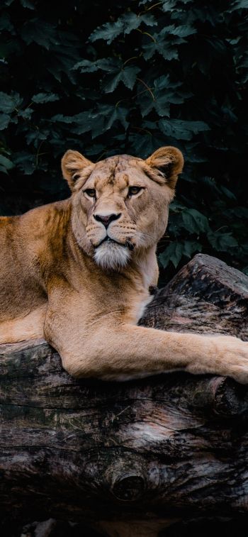 lioness, wildlife, predator Wallpaper 828x1792