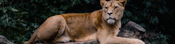 lioness, wildlife, predator Wallpaper 1590x400