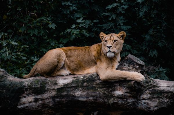 lioness, wildlife, predator Wallpaper 4928x3264