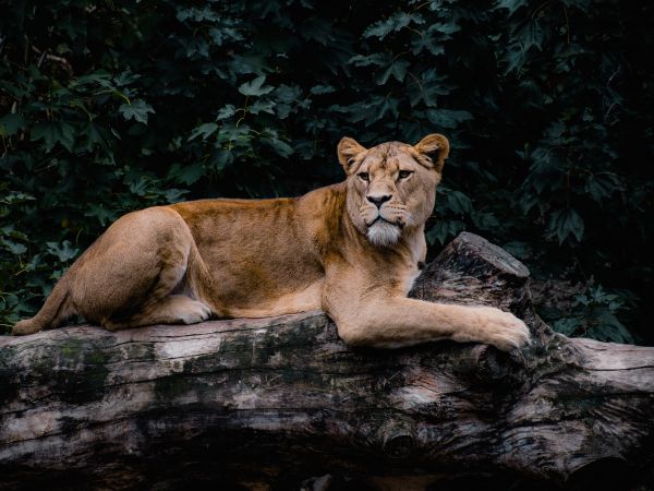 lioness, wildlife, predator Wallpaper 800x600