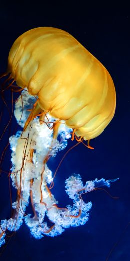jellyfish, invertebrates, underwater world Wallpaper 720x1440