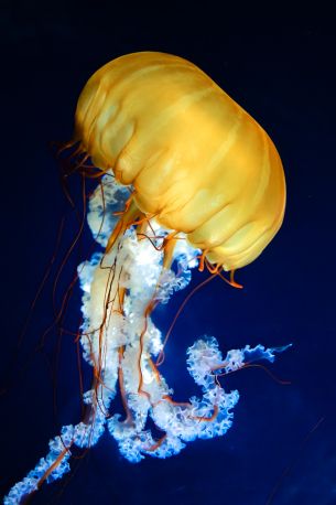 jellyfish, invertebrates, underwater world Wallpaper 3693x5551