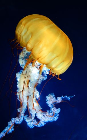 jellyfish, invertebrates, underwater world Wallpaper 1200x1920