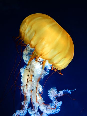 jellyfish, invertebrates, underwater world Wallpaper 1620x2160