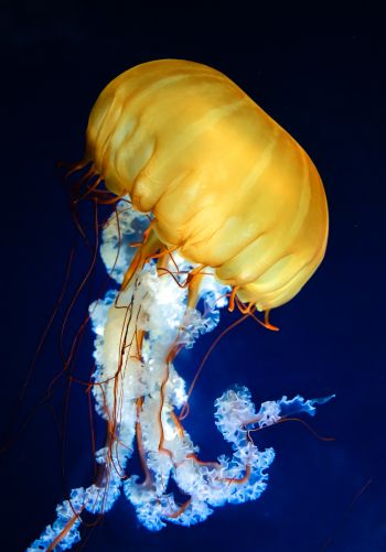 Обои 1668x2388 медуза, беспозвоночные, подводный мир