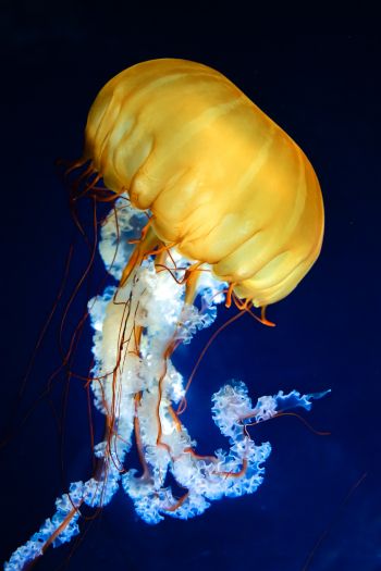 Обои 640x960 медуза, беспозвоночные, подводный мир
