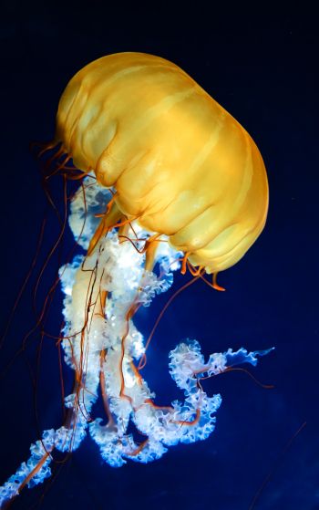 jellyfish, invertebrates, underwater world Wallpaper 1752x2800