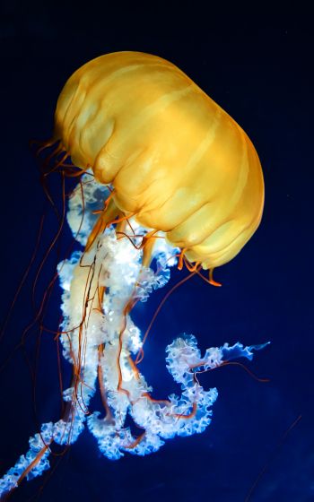 Обои 1200x1920 медуза, беспозвоночные, подводный мир