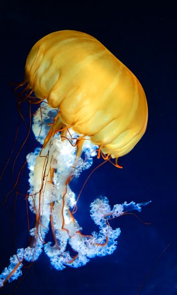 Обои 1200x2000 медуза, беспозвоночные, подводный мир