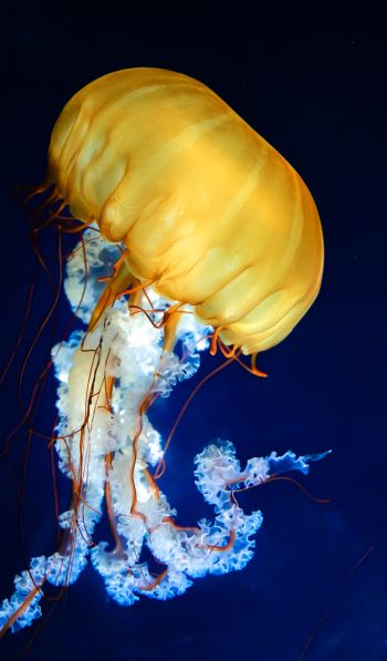Обои 600x1024 медуза, беспозвоночные, подводный мир