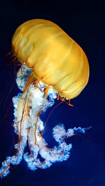 Обои 640x1136 медуза, беспозвоночные, подводный мир