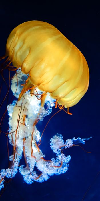 Обои 720x1440 медуза, беспозвоночные, подводный мир