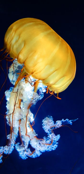 Обои 1440x2960 медуза, беспозвоночные, подводный мир